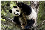 Wereld Natuur Fonds
